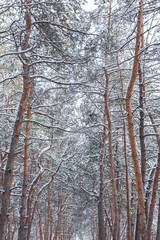 Pine trunks in the wood