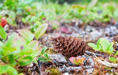 Big pine cone fallen from the tree