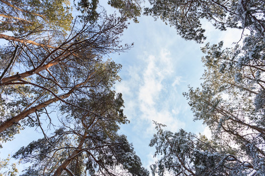 Fototapeta Pine tops at winter