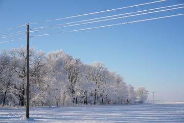 Bäume am Feldrand im Winter