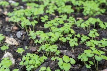 young plant