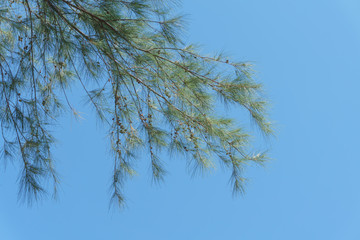 branch of pine