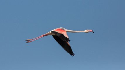 Flying flamingo, Camargue