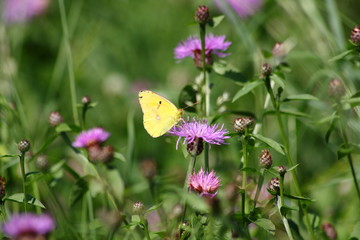schmetterling goldene acht