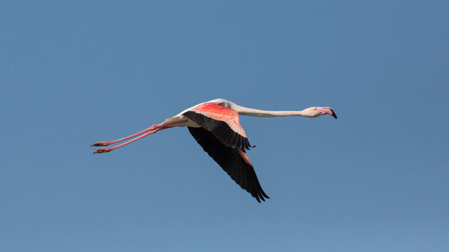 Fototapeta Flying flamingo, Camargue