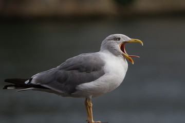 Seagull tongue