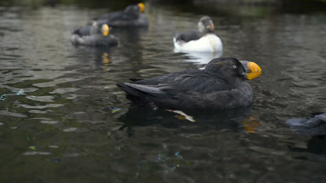 Some Tufted Puffins (Fratercula cirrhata) with their winter plumage paddling along on the water.