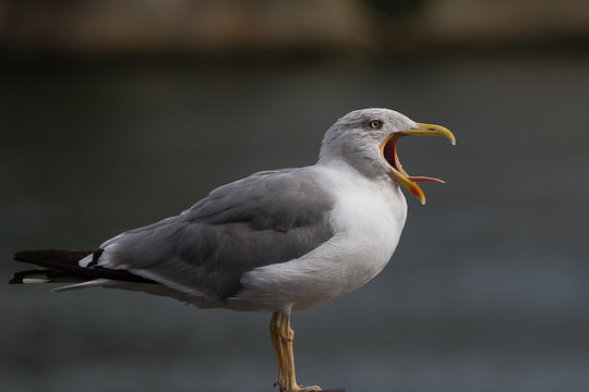 Seagull tongue