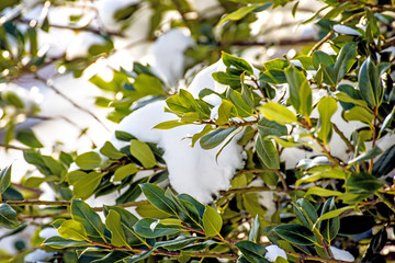 Lorbeerhecke im Schnee