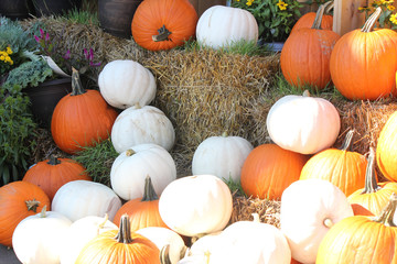 Freshly cut ripe pumpkins from the garden patch, white and orange, ready for sale



