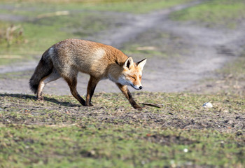 walking wild red fox in Holland