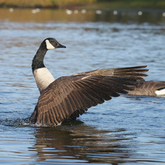 Canada Goose, Branta canadensis