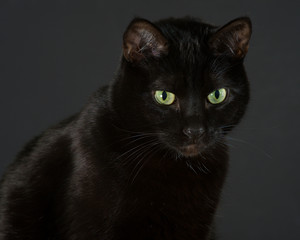 Black cat sitting up.