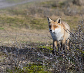 wild red fox in Holland sideview