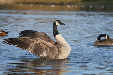 Canada Goose, Branta canadensis