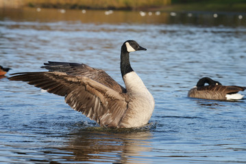 Canada Goose, Branta canadensis