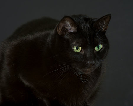 Black cat sitting, looking intensely at something to the right of camera