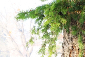 wood pine with branch in park, winter background