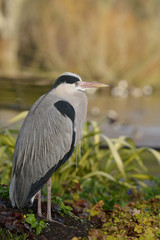 Grey Heron, Ardea cinerea