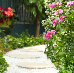 Géranium lierre double rose