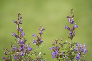 closeup of flowering salvia