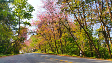 Beside the road with a Wild Himalayan Cherry.