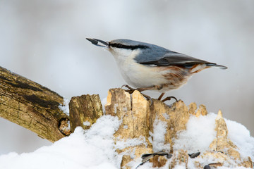 Eurasian Nuthatch, cute singing bird