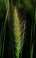 detail of reed illuminated from the sun