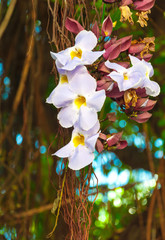 White Daphne tangutica