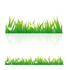Green grass on white background. Vector illustration. It can be use for your design