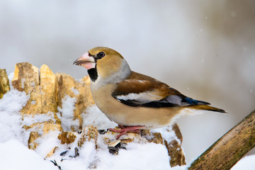 the female Grosbeak sitting on a branch in winter