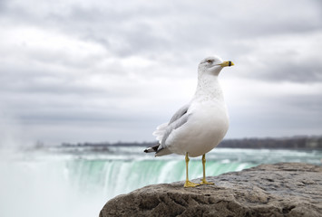 Seagull in front on Niagara Falls