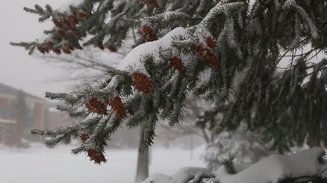 snow storm jonas  snowstorm