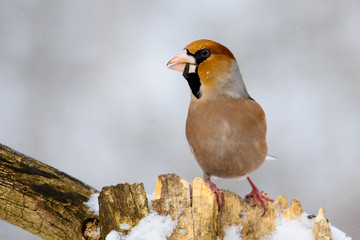 male Hawfinch Coccothraustes on a branch in winter