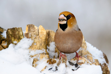 Hawfinch Coccothraustes on a branch