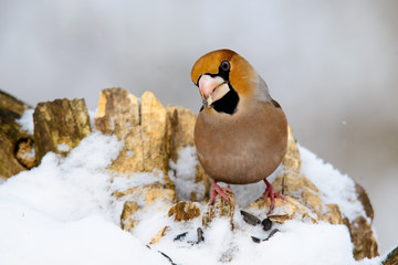 male Hawfinch Coccothraustes on a branch in winter
