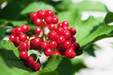 Bunch of red viburnum