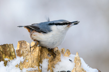 Nuthatch perched on a tree in winter