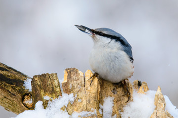 Obraz premium Nuthatch perched on a tree in winter
