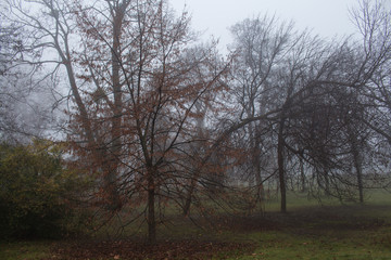 Obraz na płótnie Canvas Misty winter morning in a park