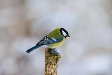 Great tit on a branch