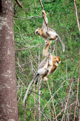 snub-nosed monkey in the wild