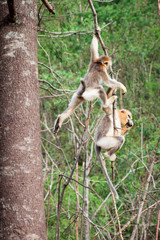 snub-nosed monkey in the wild