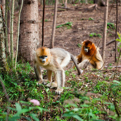 Fototapeta premium snub-nosed monkey in the wild