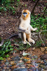 snub-nosed monkey in the wild