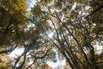 dry tree of Light shines through.