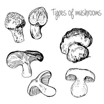 Hand drawn Types of mushrooms