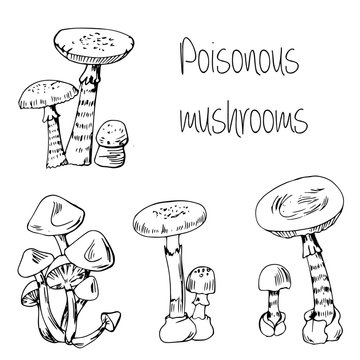 Type of poisonous mushrooms