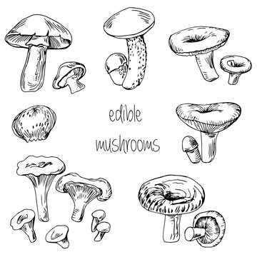 Set of hand drawn edible mushrooms