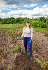 Young woman harvesting potato on the field in sunny day